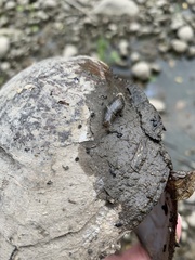 Novisuccinea ovalis