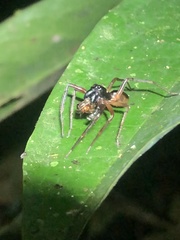 Corinninae