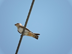 Petrochelidon fulva