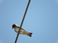 Petrochelidon fulva