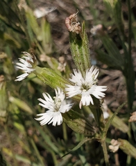 Silene sargentii