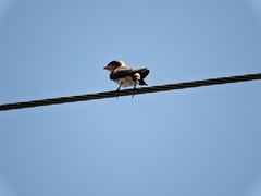 Petrochelidon fulva