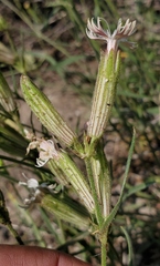 Silene sargentii