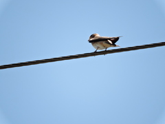Petrochelidon fulva