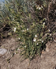 Silene sargentii