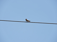 Petrochelidon fulva