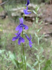 Lobelia anatina