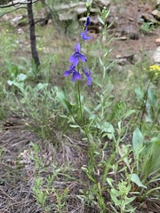 Lobelia anatina