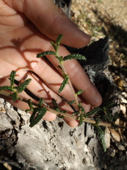 Ceanothus papillosus