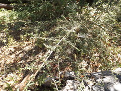 Ceanothus papillosus