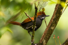 Synallaxis infuscata