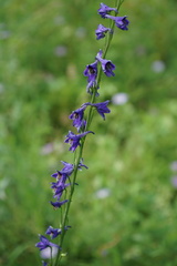 Delphinium crassifolium