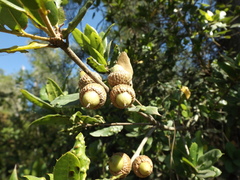 Quercus parvula