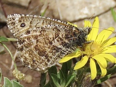 Oeneis chryxus