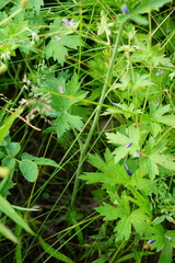 Delphinium crassifolium