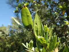 Quercus parvula