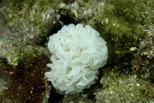 Brown-lined Paperbubble