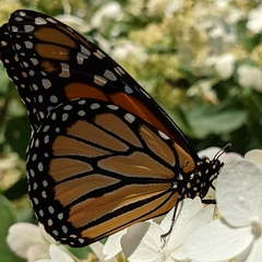 Danaus plexippus
