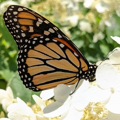 Danaus plexippus