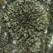 Wreath Lichens - Photo (c) Jason Hollinger, some rights reserved (CC BY)
