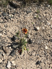 Gaillardia coahuilensis