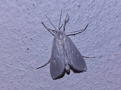 Rupela albina