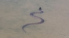 Nerodia rhombifer
