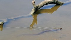 Nerodia rhombifer