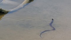 Nerodia rhombifer