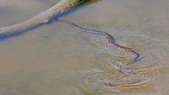 Nerodia rhombifer