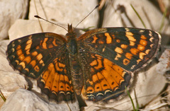Phyciodes batesii