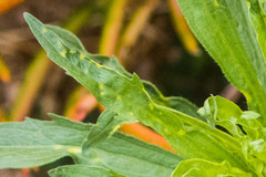 Brachycaudus helichrysi