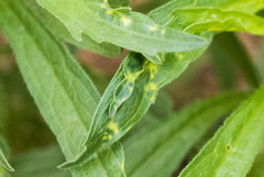 Brachycaudus helichrysi