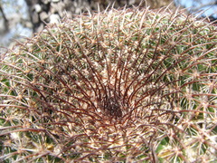 Mammillaria gigantea