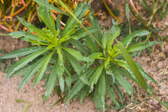 Brachycaudus helichrysi