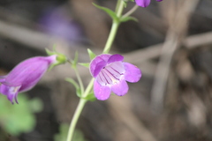 Penstemon leonensis