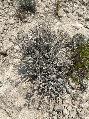 Image of Physaria ovalifolia by (c) Matt Berger, some rights reserved (CC BY)
