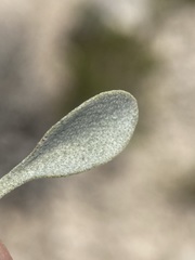 Physaria ovalifolia