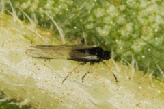 Brachycaudus helichrysi