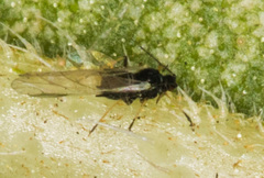 Brachycaudus helichrysi