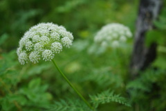 Conioselinum tataricum