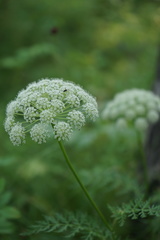 Conioselinum tataricum