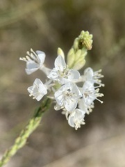 Oenothera glaucifolia