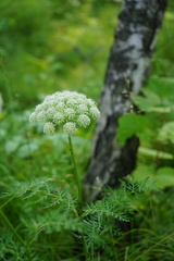 Conioselinum tataricum