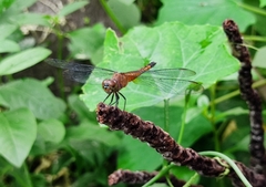 Brachydiplax chalybea