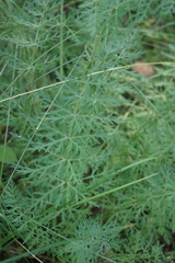Conioselinum tataricum