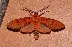 Elysius conspersus