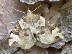Eulithis destinata