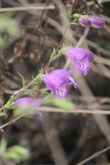 Penstemon leonensis