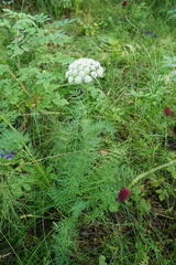Conioselinum tataricum